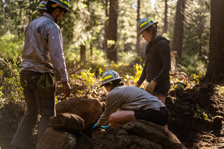 Working in the forest