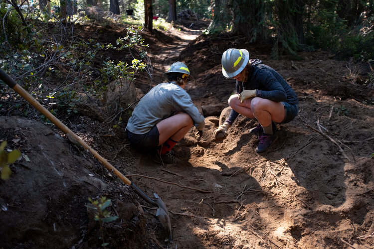 Working in the forest